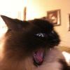 catscal
